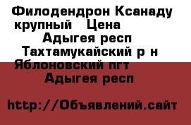 Филодендрон Ксанаду крупный › Цена ­ 2 000 - Адыгея респ., Тахтамукайский р-н, Яблоновский пгт  »    . Адыгея респ.